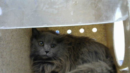 CONQUEST, an adoptable Domestic Long Hair in Albuquerque, NM