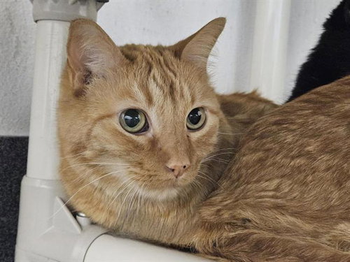 EARL, Adult Domestic Short Hair / Mixed (medium coat), cat for adoption in Rio Rancho, New Mexico