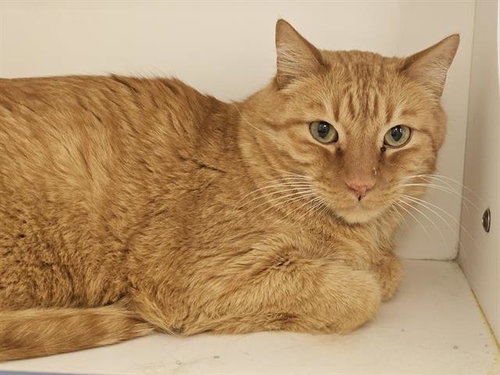 EDDIE, an adoptable Domestic Short Hair in Albuquerque, NM