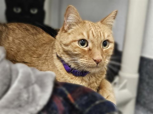 EDDIE, Adult Domestic Short Hair / Mixed (medium coat), cat for adoption in Rio Rancho, New Mexico