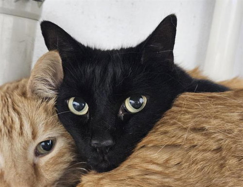 BAXTER, Adult Domestic Short Hair / Mixed (medium coat), cat for adoption in Albuquerque, New Mexico