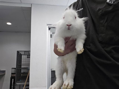 ROBERT - Shorthaired Rabbit available for adoption