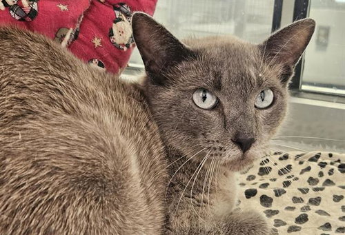 CARAMI, an adoptable Domestic Short Hair in Albuquerque, NM