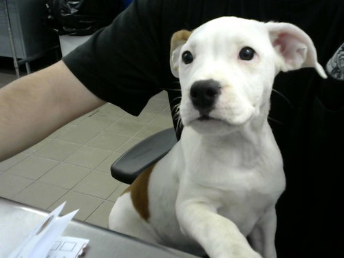GRACIE - Pit Bull Terrier available for adoption