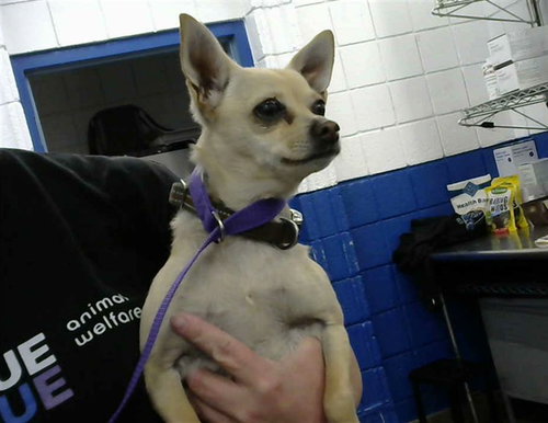 PEANUT, an adoptable Chihuahua in Albuquerque, NM