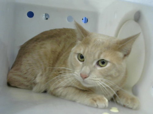 LILO, an adoptable Domestic Short Hair in Albuquerque, NM