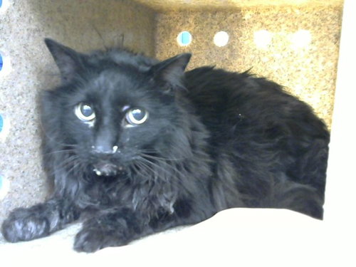 CHINO - Domestic Long Hair available for adoption