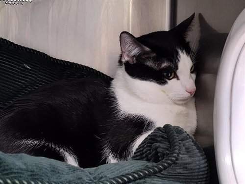 MARCUS, an adoptable Domestic Short Hair in Albuquerque, NM