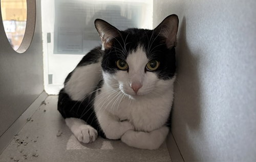 MARCUS, Adult Domestic Short Hair (medium coat), cat for adoption in Rio Rancho, New Mexico