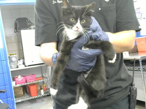MICHELANGELO, an adoptable Domestic Short Hair in Albuquerque, NM