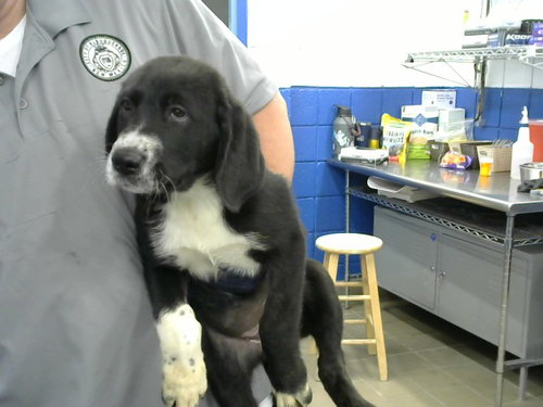 FEFE, an adoptable Labrador Retriever in Albuquerque, NM
