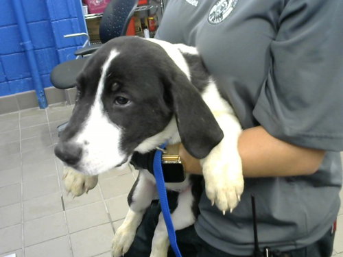 GIGI, an adoptable Labrador Retriever in Albuquerque, NM
