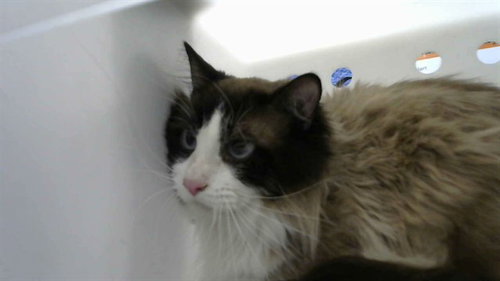 SNOW - Domestic Short Hair available for adoption