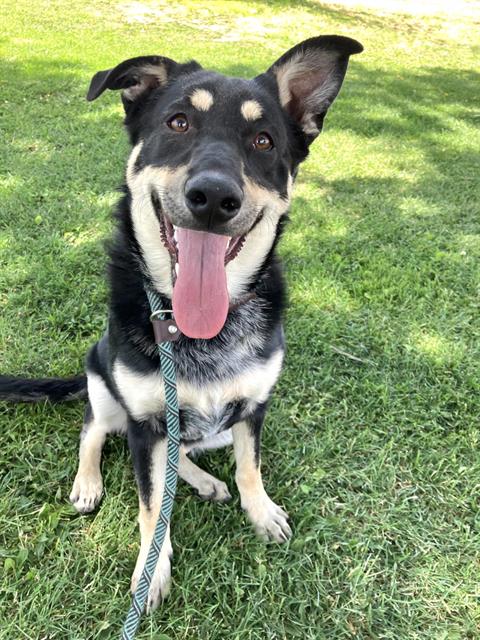 RAVEN, an adoptable German Shepherd Dog in Albuquerque, NM
