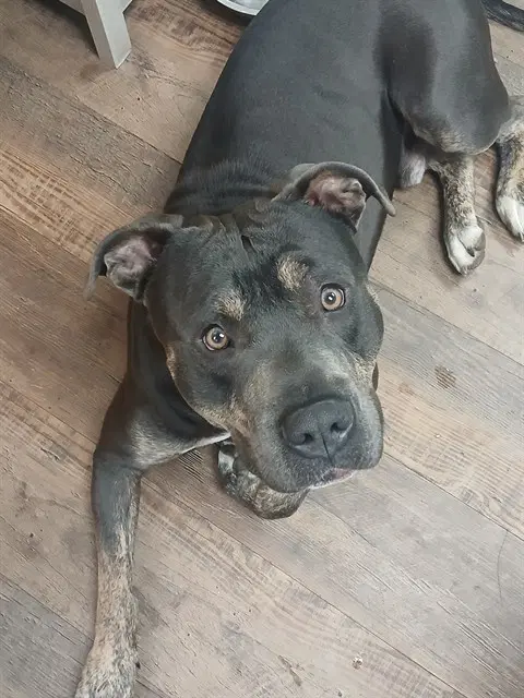 Zion - American Pit Bull Terrier