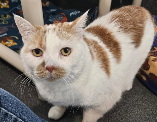 NATASHA, Senior Domestic Short Hair (medium coat), cat for adoption in Albuquerque, New Mexico