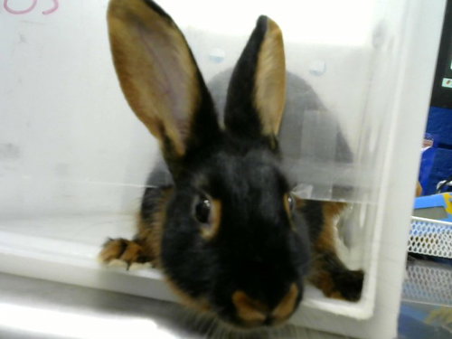 BINKY