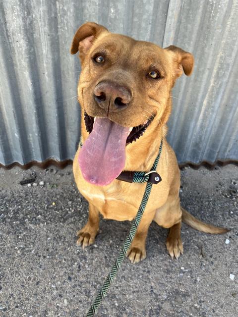 PRECIOUS, an adoptable Pit Bull Terrier in Albuquerque, NM