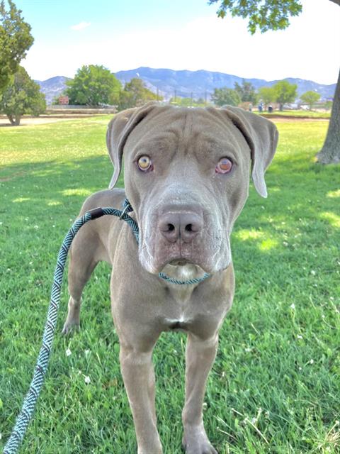 RANDY, an adoptable Cane Corso Mastiff in Albuquerque, NM