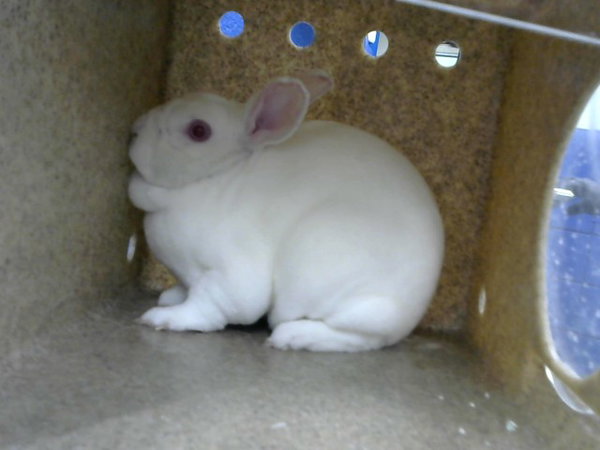 FIFI