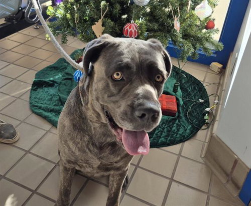 LUNA, an adoptable Cane Corso Mastiff in Albuquerque, NM