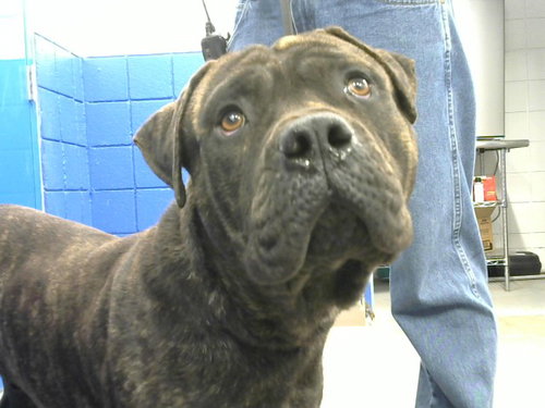 LOKI, an adoptable Cane Corso Mastiff in Albuquerque, NM