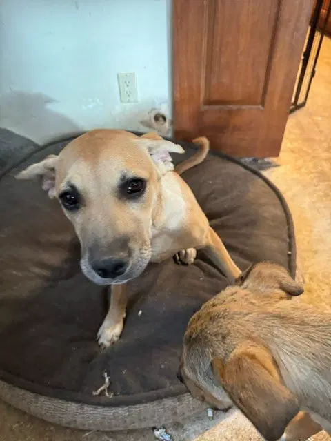 Linda - American Pit Bull Terrier