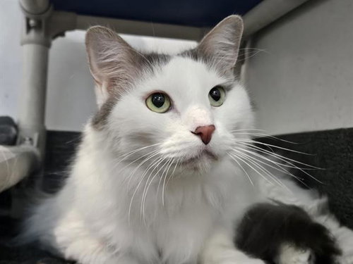 PEACH, Adult Domestic Long Hair / Mixed (medium coat), cat for adoption in Rio Rancho, New Mexico