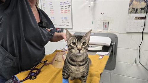 LEON, an adoptable Domestic Short Hair in Albuquerque, NM