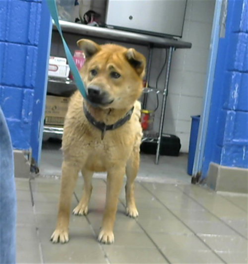 LUNA, an adoptable Queensland Heeler in Albuquerque, NM