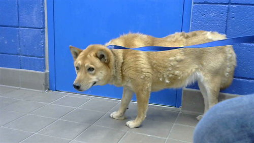 NOVA, an adoptable Queensland Heeler in Albuquerque, NM