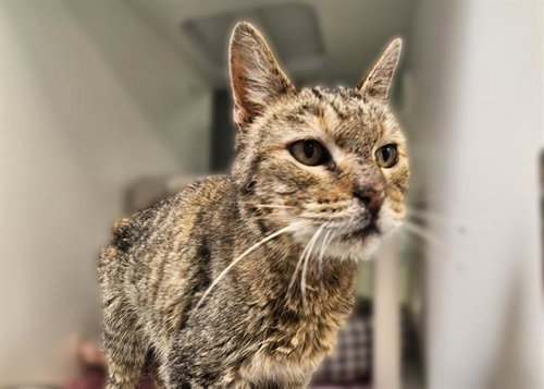 SARA, Senior Domestic Short Hair (medium coat), cat for adoption in Albuquerque, New Mexico