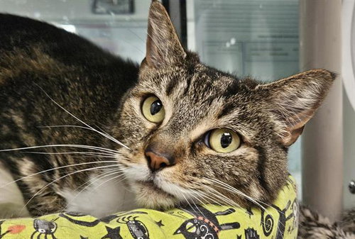 LEELUU, Adult Domestic Short Hair (medium coat), cat for adoption in Rio Rancho, New Mexico