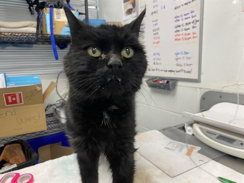 SCOOTER, an adoptable Domestic Short Hair in Albuquerque, NM
