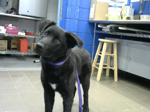 ROCKIE
