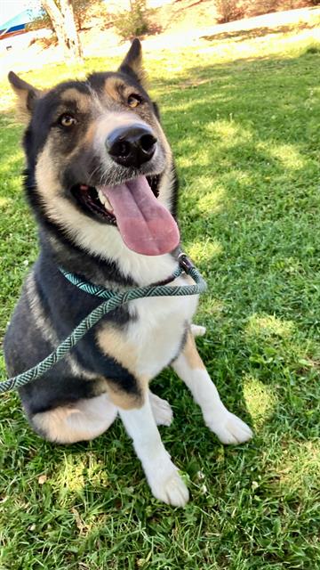 BUBBA, an adoptable Australian Cattle Dog in Albuquerque, NM