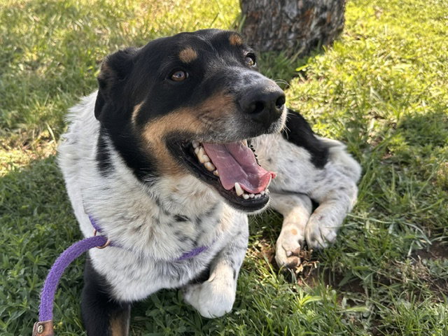 RUGER