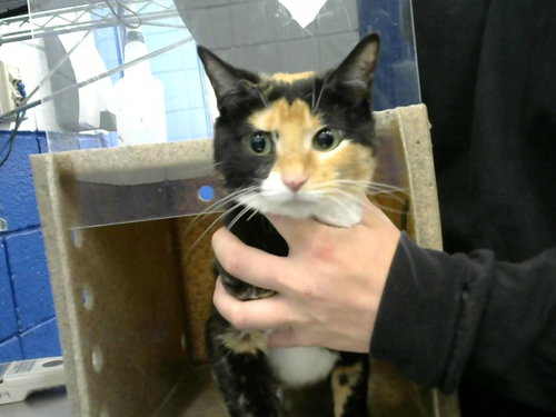 CALYPSO, an adoptable Domestic Short Hair in Albuquerque, NM