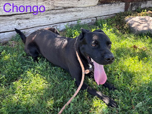 CHONGO