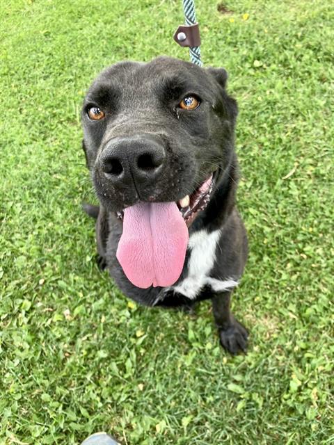CHONGO, an adoptable German Shepherd Dog in Albuquerque, NM