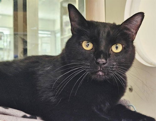 SPICE, Adult Domestic Short Hair (medium coat), cat for adoption in Rio Rancho, New Mexico