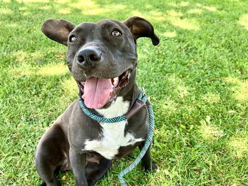 STAR, an adoptable American Pit Bull Terrier in Albuquerque, NM
