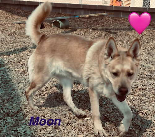 MOON, an adoptable Husky in Albuquerque, NM