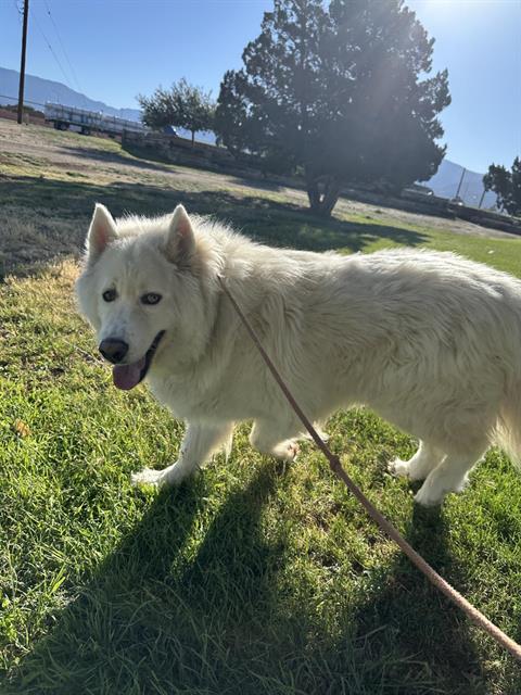 KILO, an adoptable Husky in Albuquerque, NM