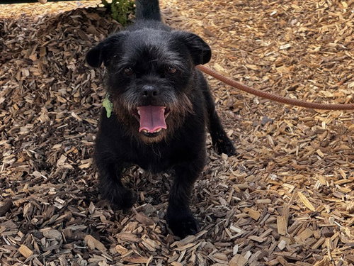 BLACKIE