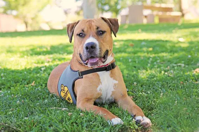 Zorro - Staffordshire Bull Terrier