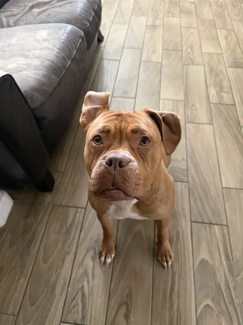 Sweets - Mastiff