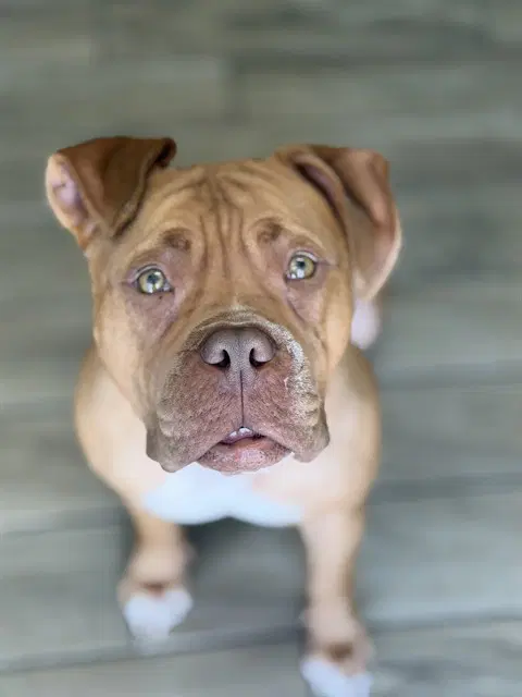 Sweets - Mastiff