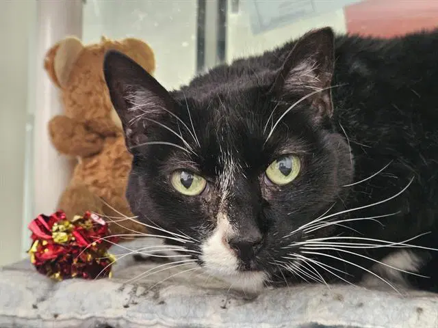Corky - Domestic Short Hair