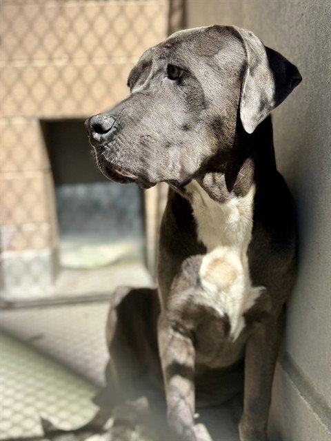 SCOODY, an adoptable American Pit Bull Terrier in Albuquerque, NM